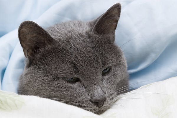 Ehrlichiosis in Cats - Symptoms, Causes, Diagnosis, Treatment, Recovery, Management, Cost