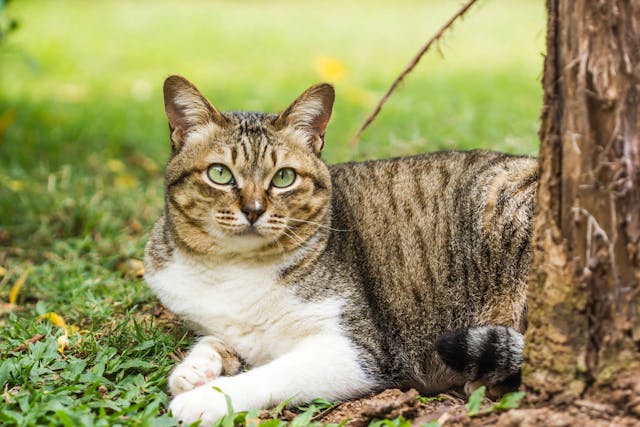 Electric Cord Bite Injury in Cats - Symptoms, Causes, Diagnosis, Treatment, Recovery, Management, Cost
