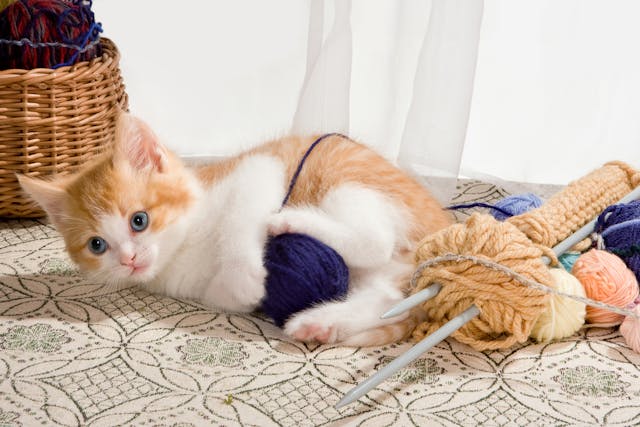 Electrical Injuries in Cats - Symptoms, Causes, Diagnosis, Treatment, Recovery, Management, Cost