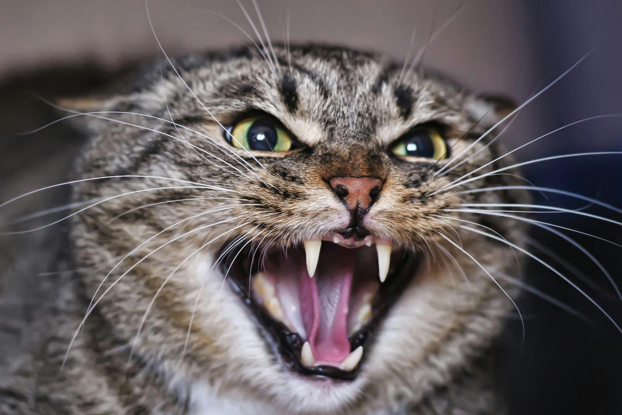 Enamel Allergy Stomatitis in Cats Symptoms Causes Diagnosis