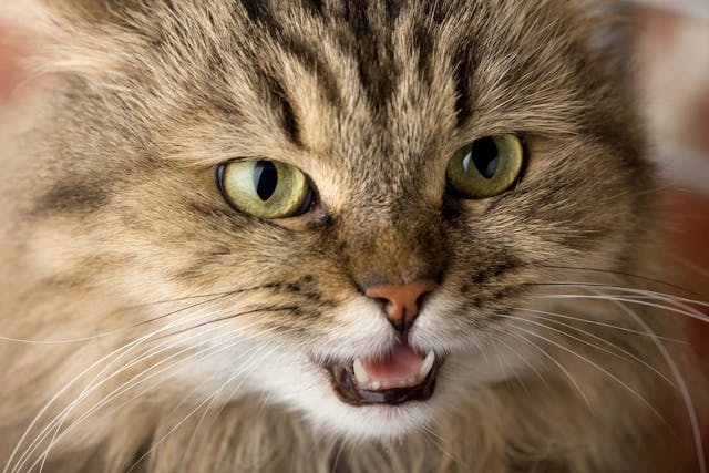 Enlarged Gums in Cats - Symptoms, Causes, Diagnosis, Treatment, Recovery, Management, Cost