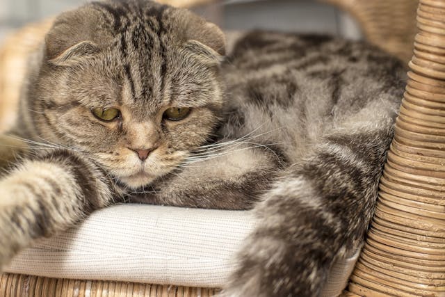 Enteropexy in Cats - Conditions Treated, Procedure, Efficacy, Recovery, Cost, Considerations, Prevention