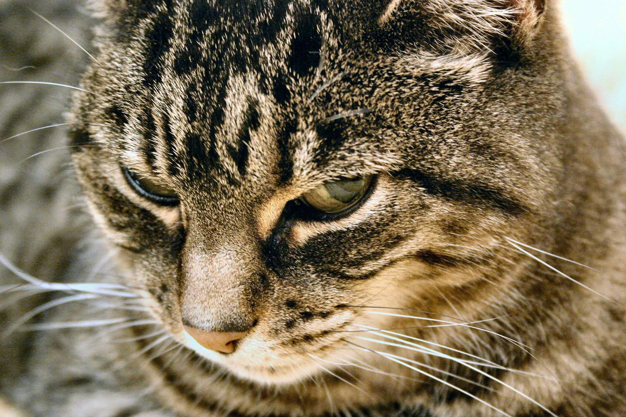 Eosinophilic Gastroenteritis In Cats Symptoms Causes Diagnosis