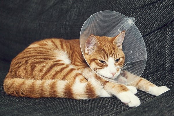 cat not eating after being spayed
