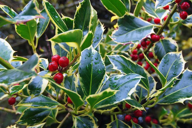 European Holly Poisoning in Cats - Symptoms, Causes, Diagnosis, Treatment, Recovery, Management, Cost
