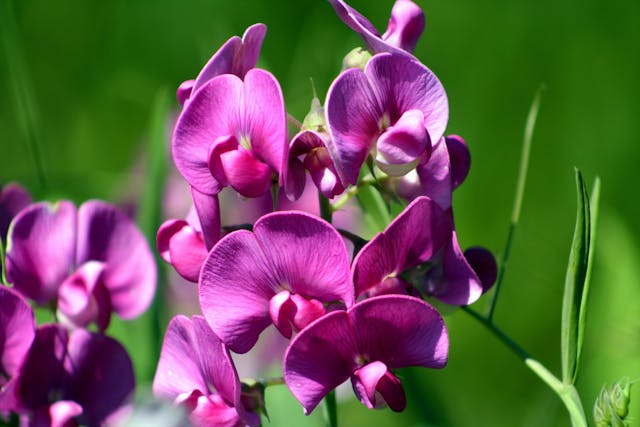 Everlasting Pea Poisoning  in Cats - Symptoms, Causes, Diagnosis, Treatment, Recovery, Management, Cost
