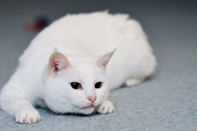 Excess Calcium In The Blood In Cats Symptoms Causes Diagnosis