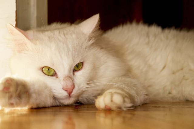 Excess Carbon Dioxide in the Blood in Cats - Symptoms, Causes, Diagnosis, Treatment, Recovery, Management, Cost