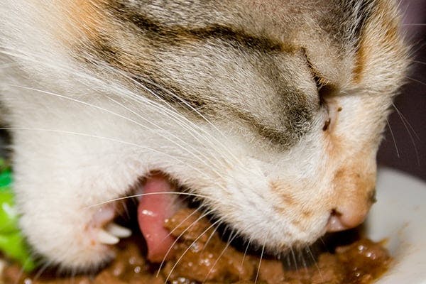 Excessive Bacteria in the Small Intestine in Cats - Symptoms, Causes, Diagnosis, Treatment, Recovery, Management, Cost