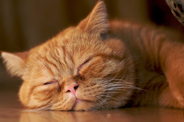 Excision of Right Atrial Appendage in Cats - Conditions Treated, Procedure, Efficacy, Recovery, Cost, Considerations, Prevention