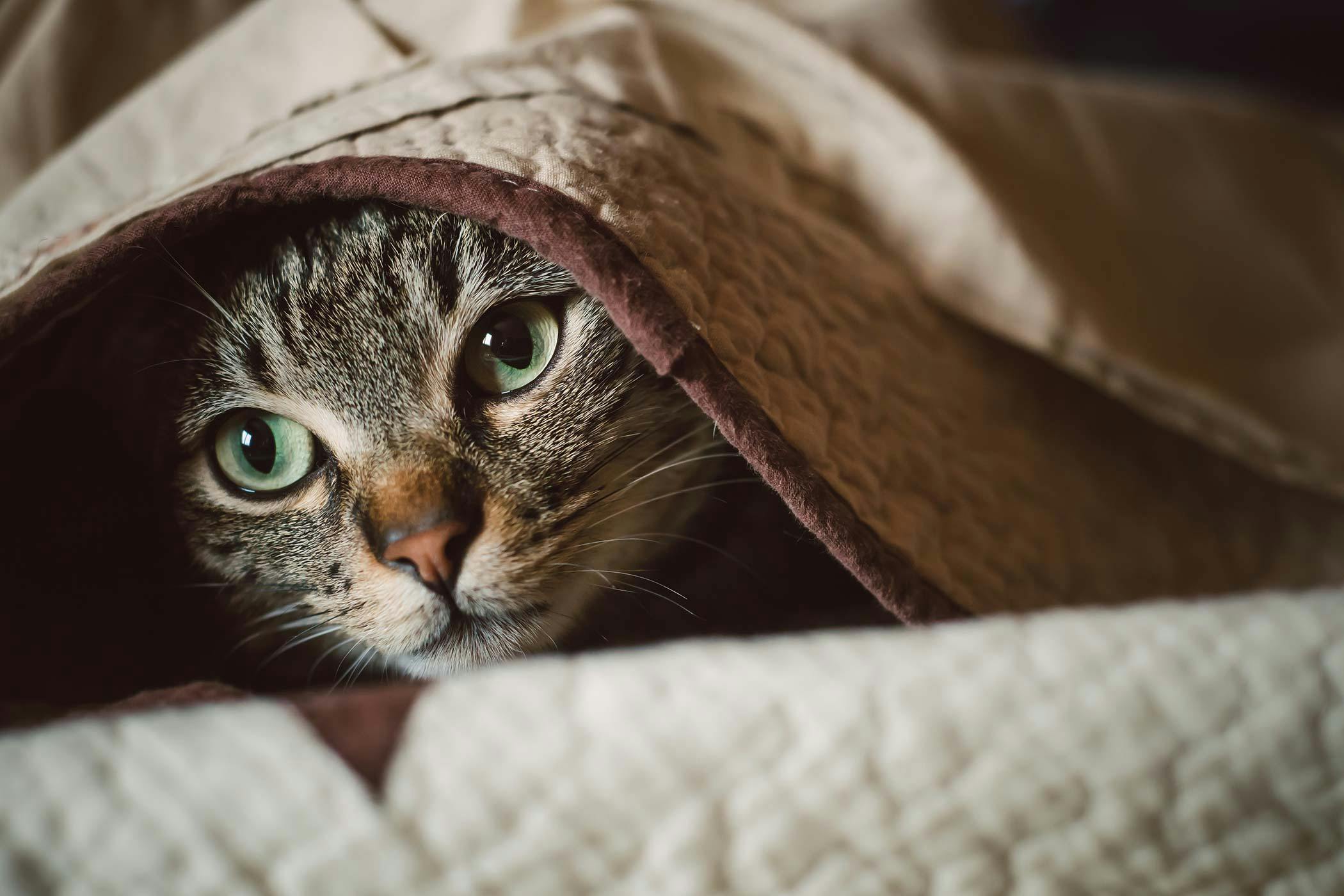 What Are Cats Scared Of? 6 Feline Fears & How to Help - Catster