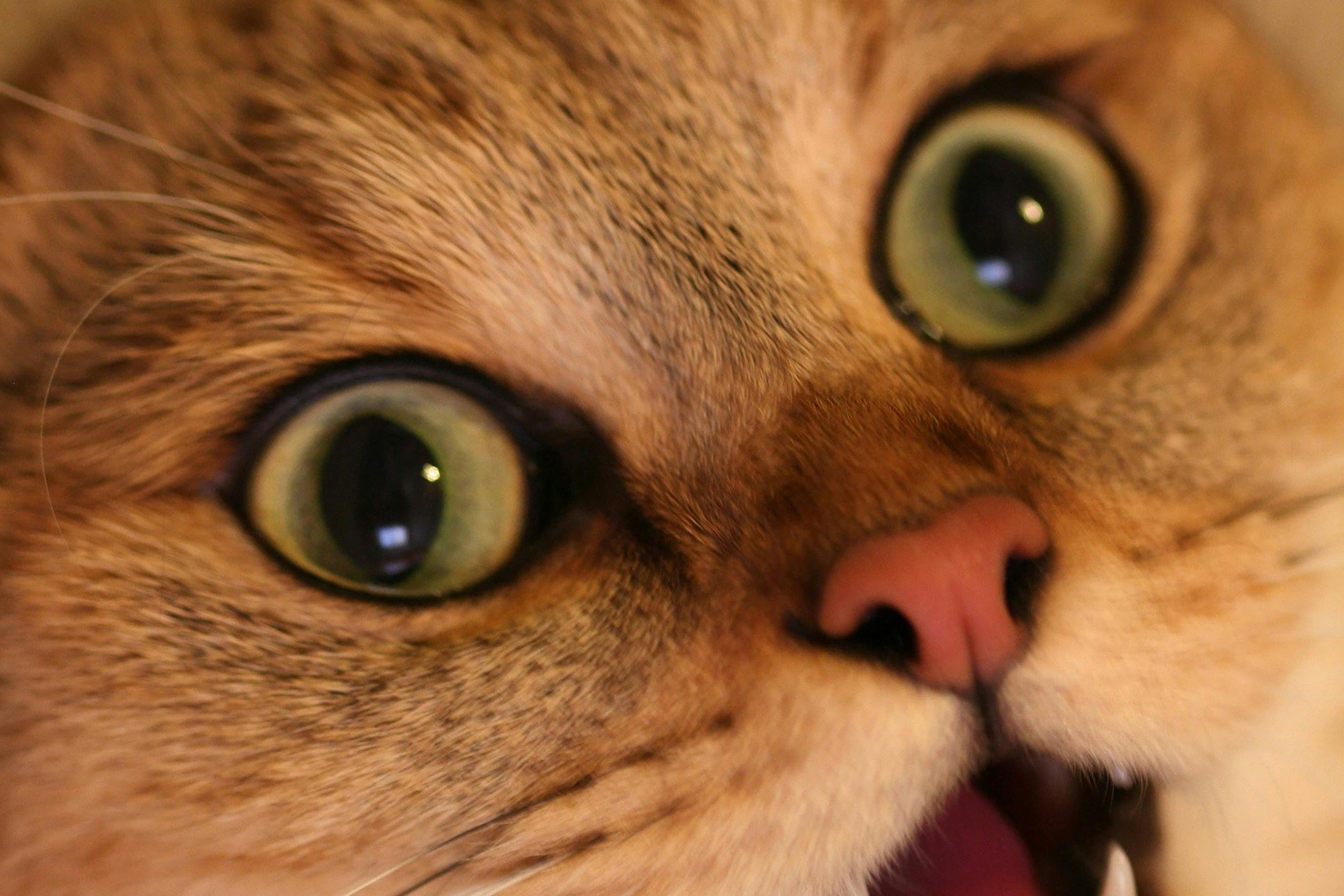 A domestic shorthair cat with dilated pupils and its mouth open in