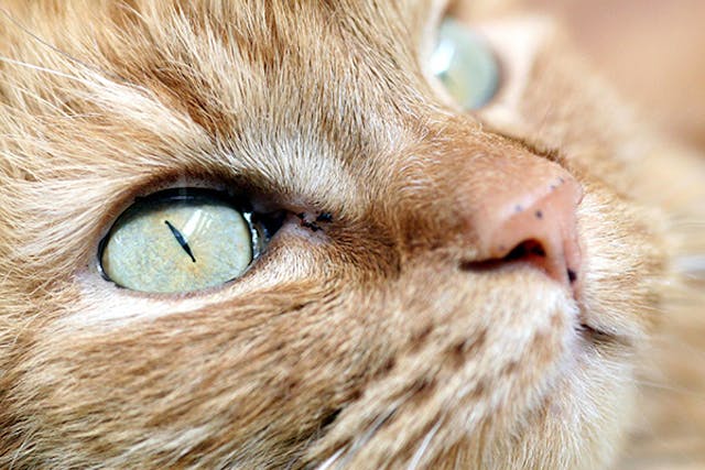 Eye Inflammation in Cats - Symptoms, Causes, Diagnosis, Treatment