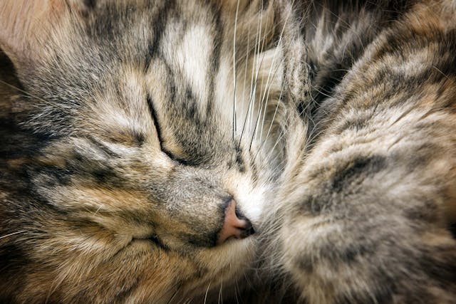 Facial Nerve Paralysis in Cat in Cats - Symptoms, Causes, Diagnosis, Treatment, Recovery, Management, Cost