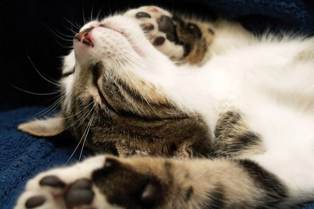 Fainting in Cats - Symptoms, Causes, Diagnosis, Treatment, Recovery, Management, Cost