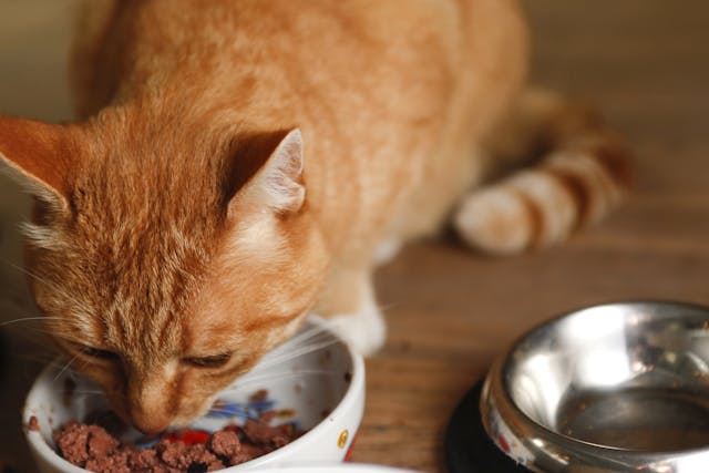 Fancy Feast Allergy In Cats Symptoms Causes Diagnosis Treatment Recovery Management Cost