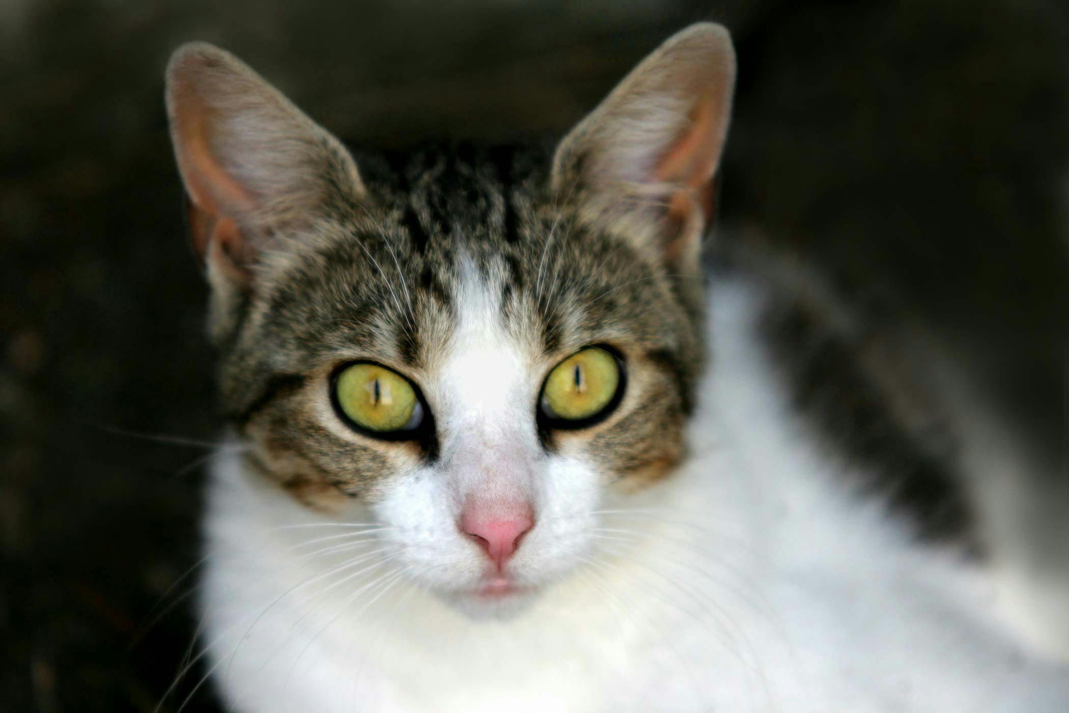 Fatty liver disease in cats sale