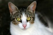 Fatty Liver Disease In Cats Symptoms Causes Diagnosis Treatment 