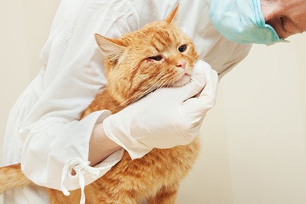 Skin Cancer In Cats Signs