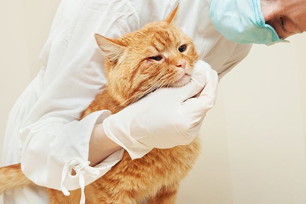 Fatty Skin Tumors in Cats - Symptoms, Causes, Diagnosis, Treatment, Recovery, Management, Cost
