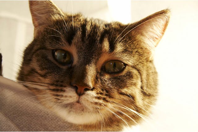 Fatty Tissue Tumor in Cats - Symptoms, Causes, Diagnosis, Treatment, Recovery, Management, Cost