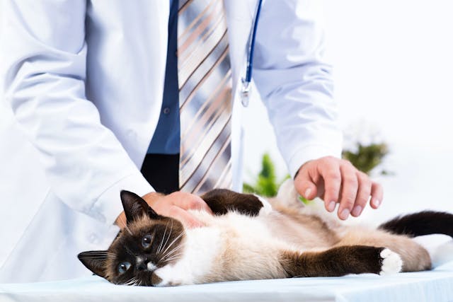 Feeding Tubes in Cats - Conditions Treated, Procedure, Efficacy, Recovery, Cost, Considerations, Prevention