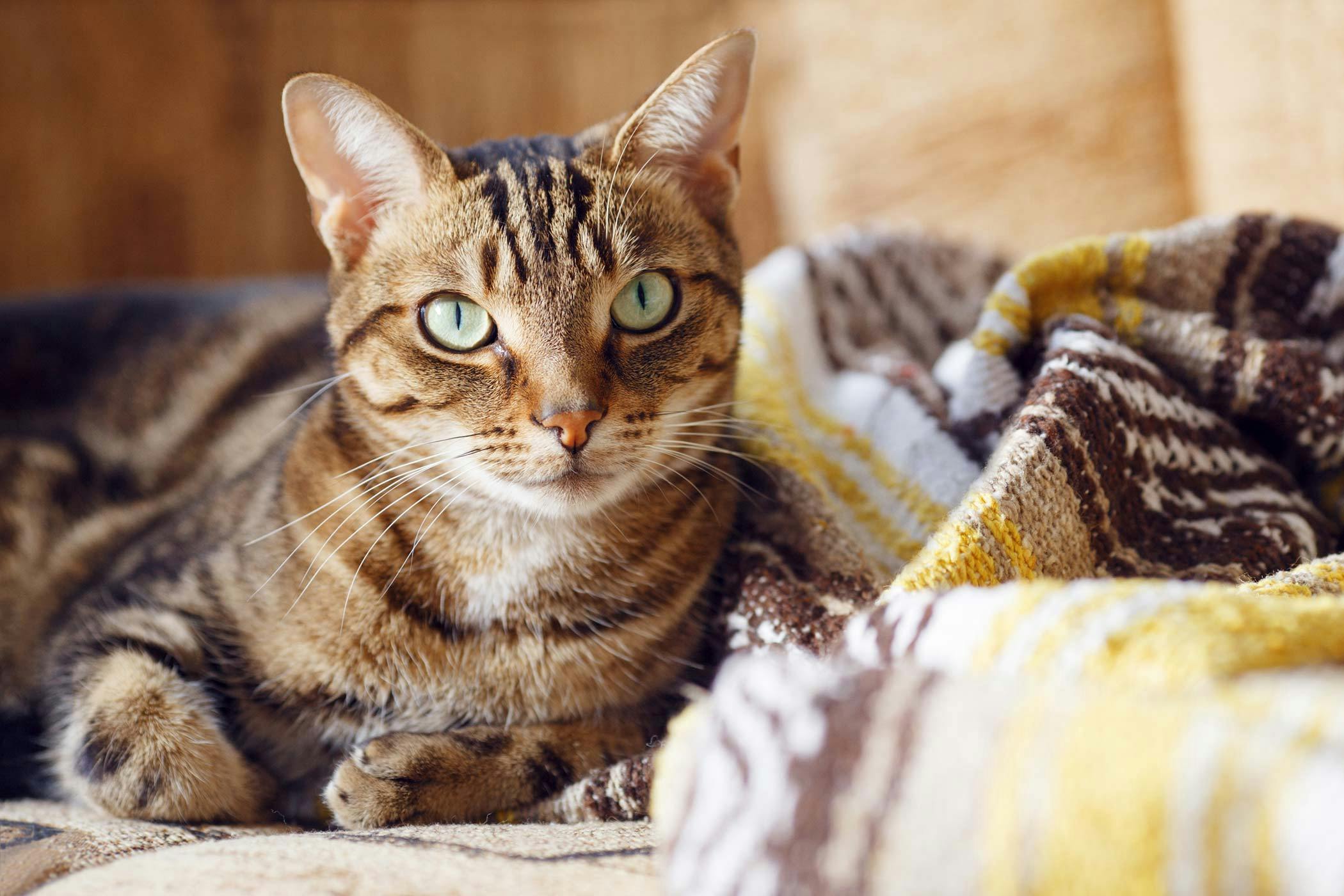 Feline Herpesvirus Infection in Cats Symptoms, Causes, Diagnosis