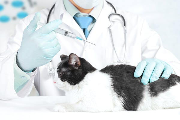 Feline Infectious Peritonitis in Cats Symptoms, Causes, Diagnosis