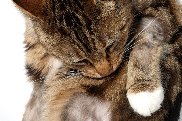 Cat losing best sale chunks of fur