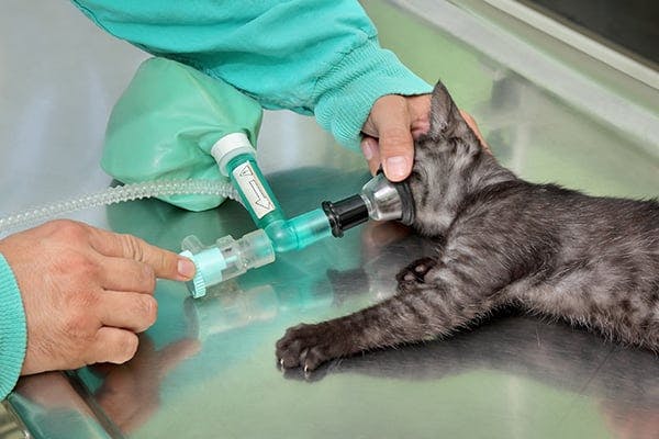 Feline Respiratory Disease Complex In Cats Symptoms Causes Diagnosis Treatment Recovery Management Cost