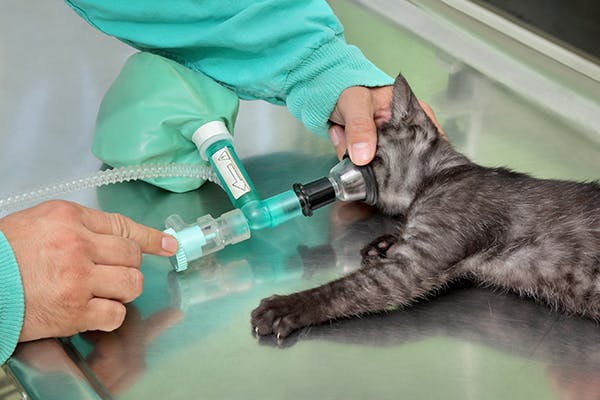 Feline Respiratory Disease Complex in Cats - Symptoms, Causes, Diagnosis, Treatment, Recovery, Management, Cost