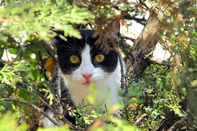 Fibular Head Transposition in Cats - Conditions Treated, Procedure, Efficacy, Recovery, Cost, Considerations, Prevention