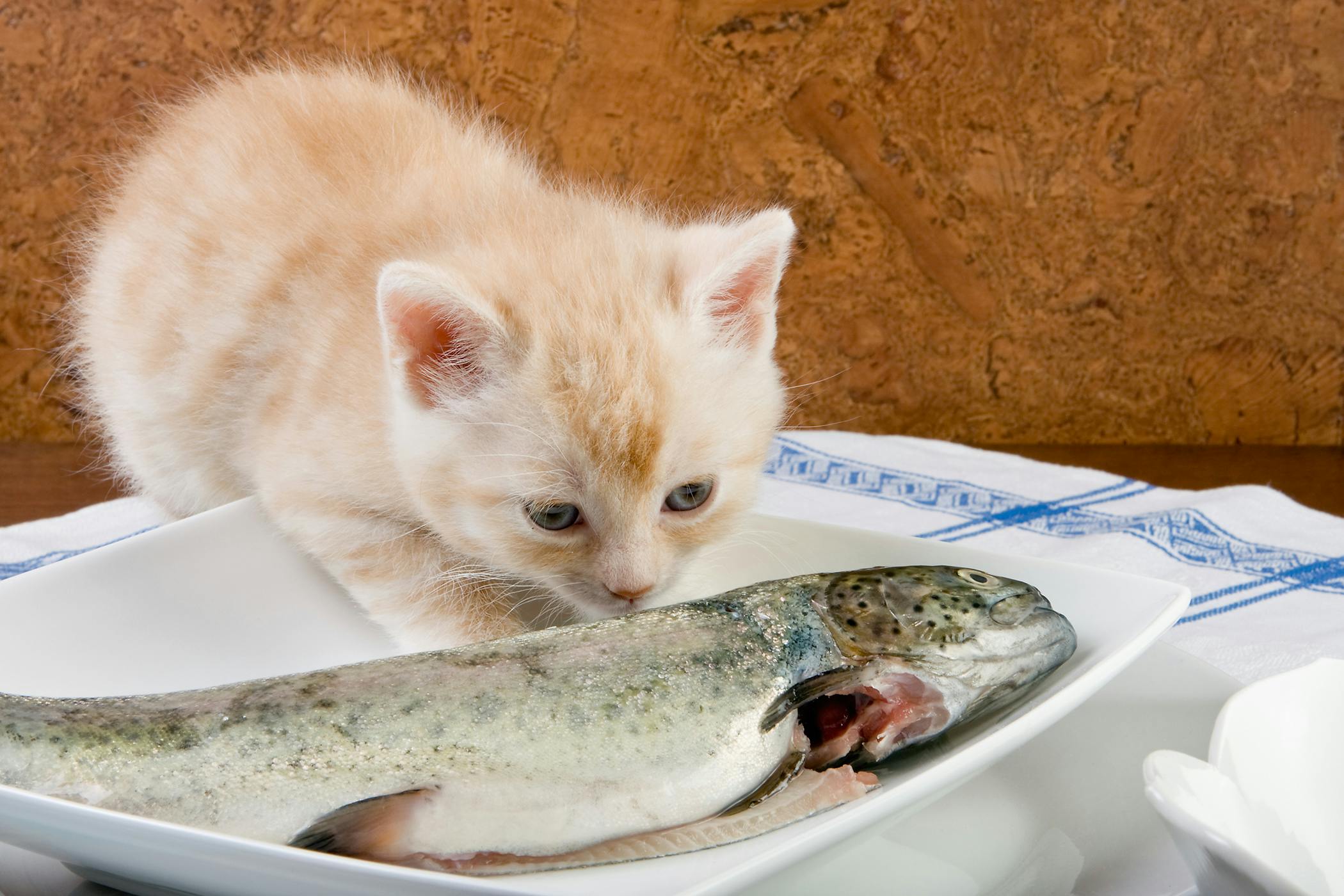 cats eat raw fish