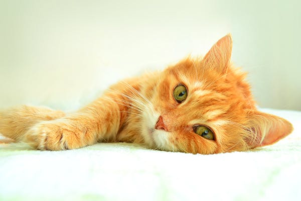 Fish Scale Disease in Cats - Symptoms, Causes, Diagnosis, Treatment, Recovery, Management, Cost