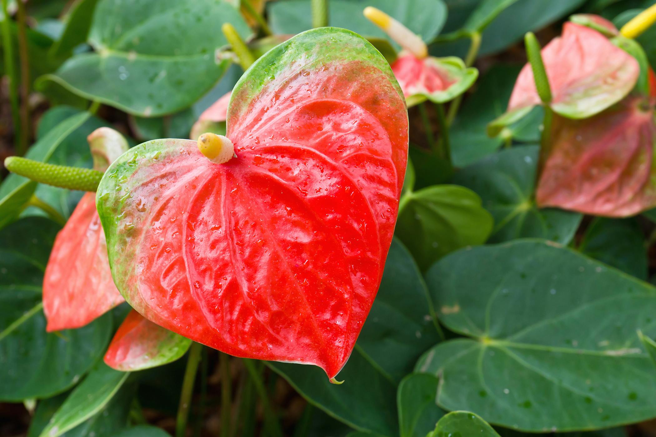 flamingo flower poisoning in dogs