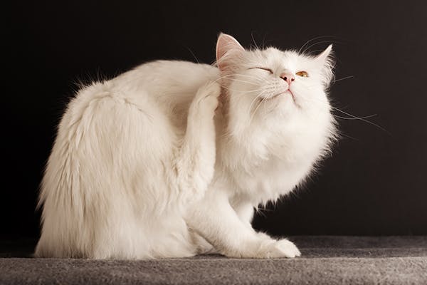 Flea Control and Flea Bite Allergies in Cats - Symptoms, Causes, Diagnosis, Treatment, Recovery, Management, Cost