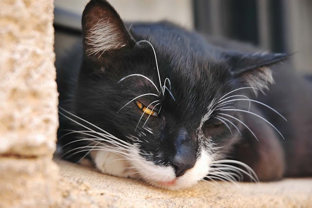 Fluid In The Abdomen In Cats Symptoms Causes Diagnosis Treatment Recovery Management Cost Fluid In The Abdomen In Cats Symptoms Causes Diagnosis Treatment Recovery Management Cost