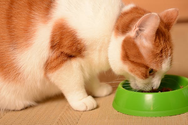 Food Allergies in Cats Symptoms, Causes, Diagnosis, Treatment
