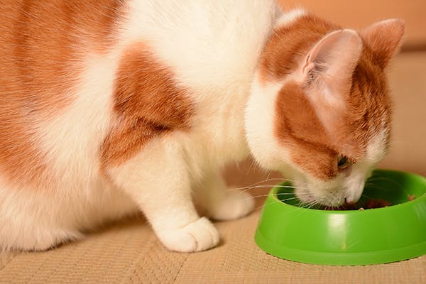 Cat food for outlet food allergies