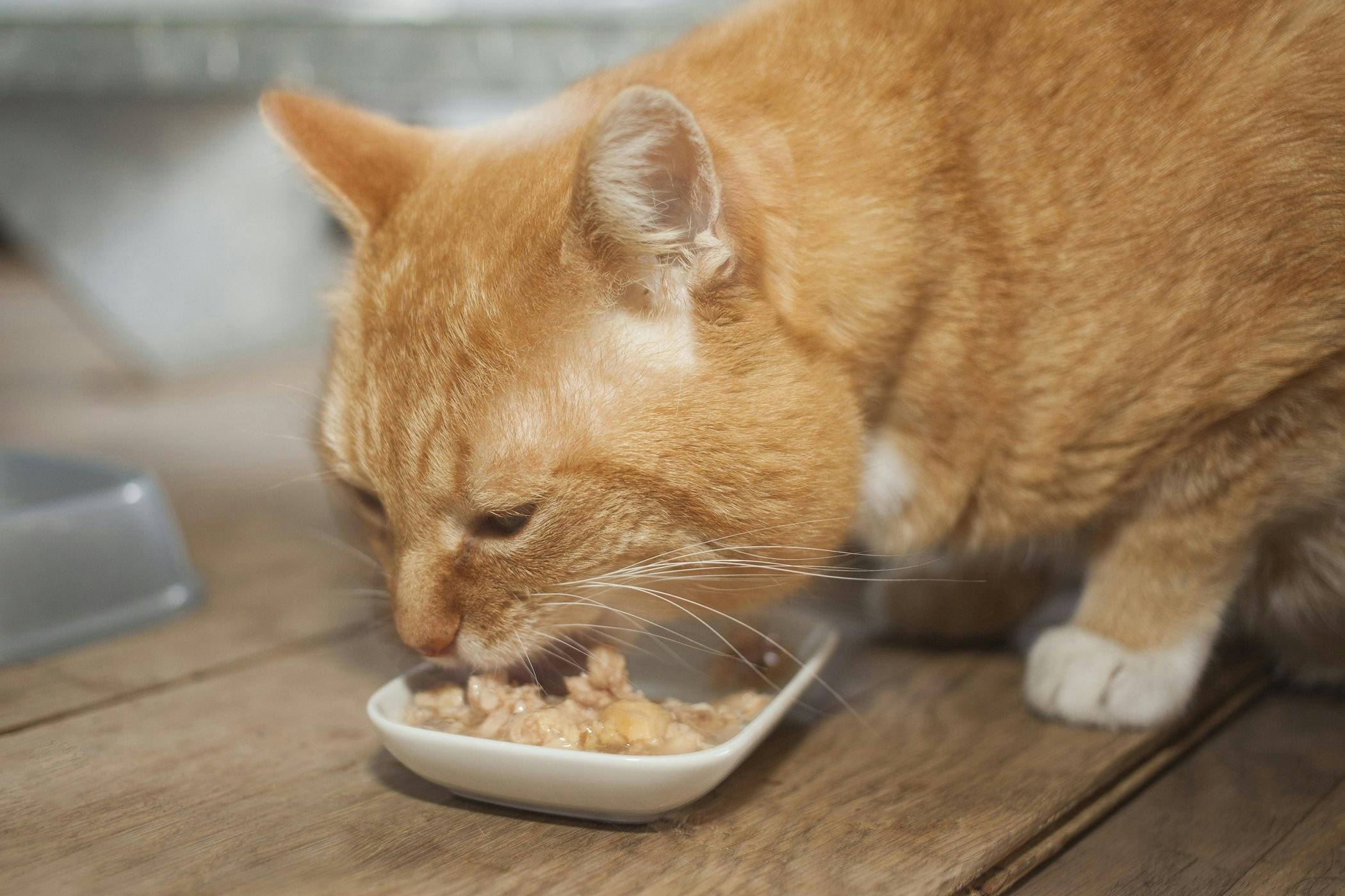 cat pica food allergies