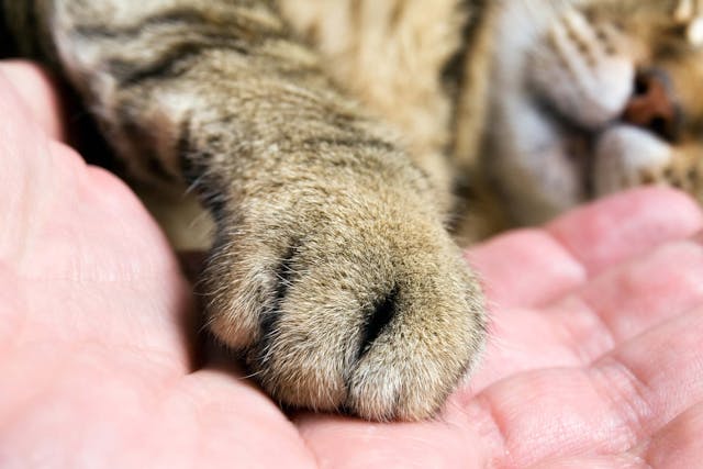 Foot or Toe Cancer in Cats - Symptoms, Causes, Diagnosis, Treatment,  Recovery, Management, Cost