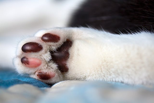 do dogs paw pads turn black