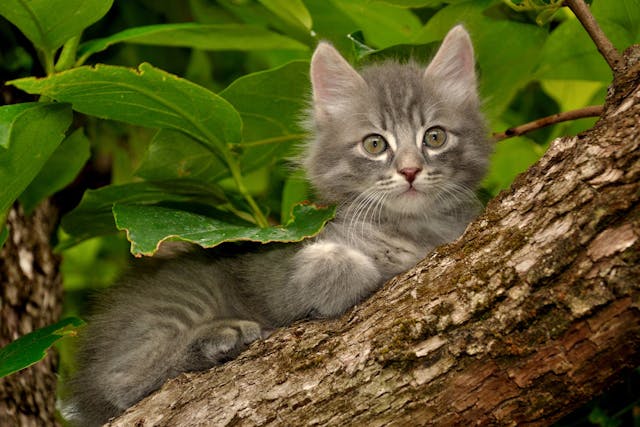 Foraminotomy in Cats - Conditions Treated, Procedure, Efficacy, Recovery, Cost, Considerations, Prevention