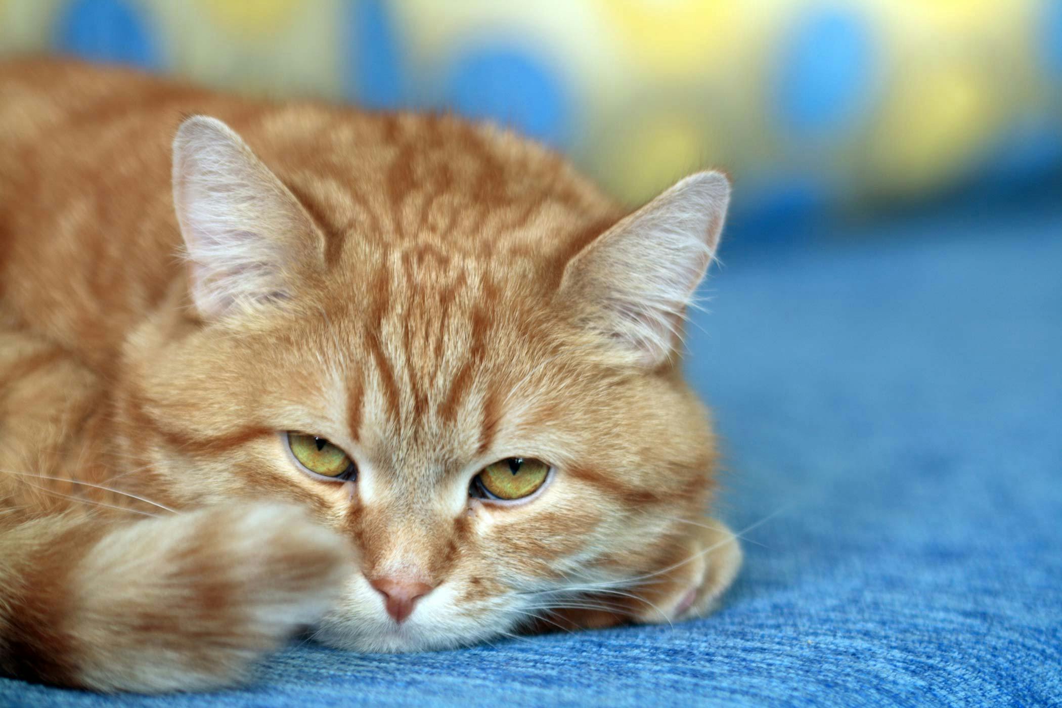 57 Top Pictures Cat Noisy Breathing Causes / How to Cope With the Loss of a Cat - OurFriends4Ever