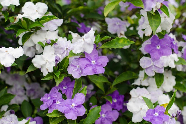Franciscan Rain Tree Poisoning in Cats - Symptoms, Causes, Diagnosis, Treatment, Recovery, Management, Cost