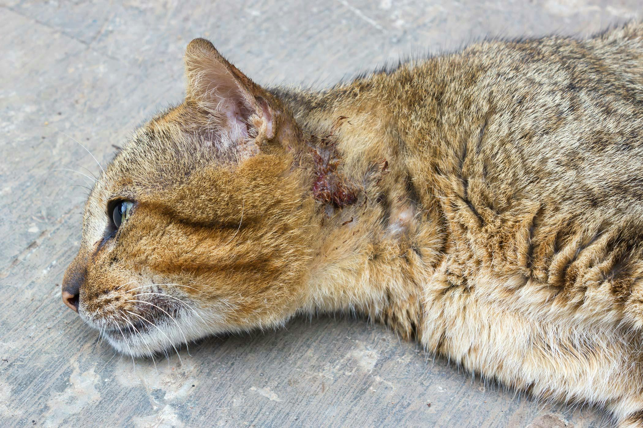 two cats curled up in an embrace - Two Cats - Pin