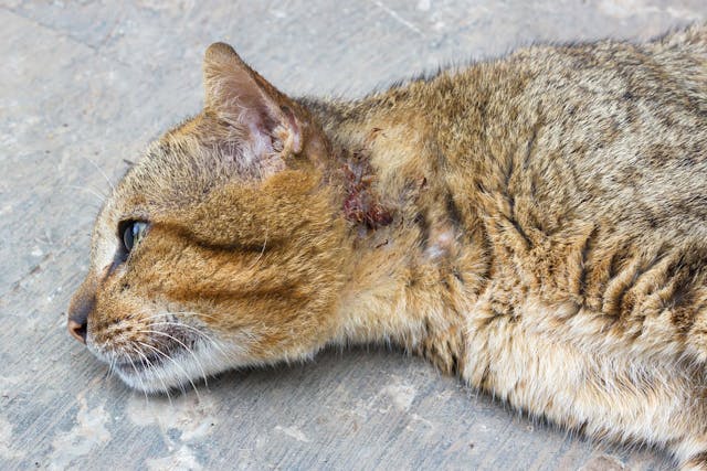 Front Leg Injury in Cats - Signs, Causes, Diagnosis, Treatment, Recovery, Management, Cost