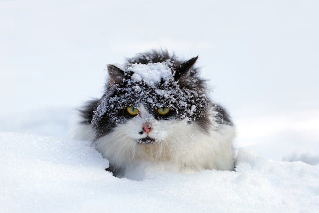 Frostbite in Cats - Symptoms, Causes, Diagnosis, Treatment, Recovery, Management, Cost