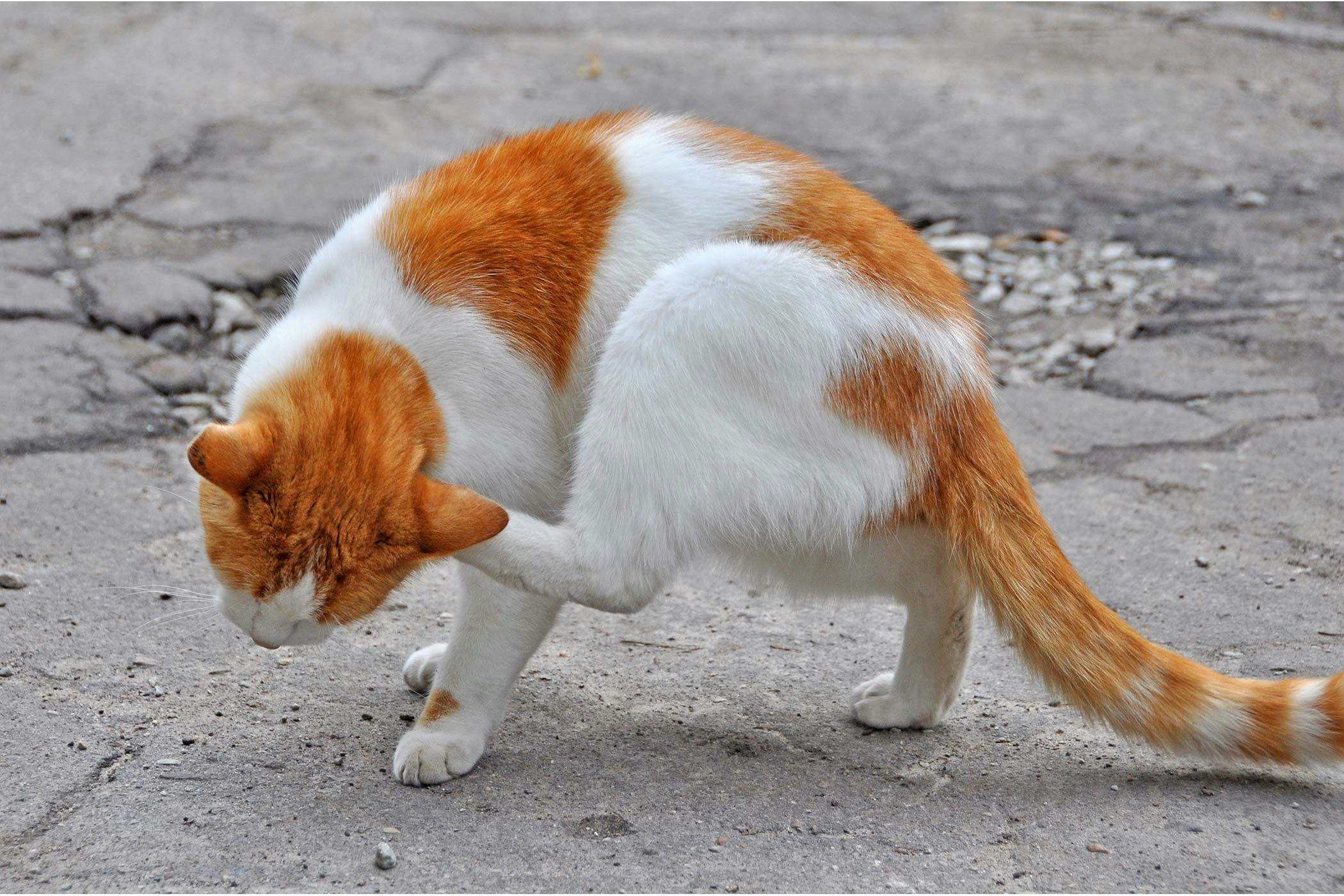 infected wound on cat