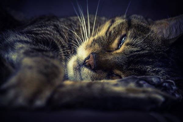 Fungal Pneumonia in Cats Symptoms, Causes, Diagnosis, Treatment